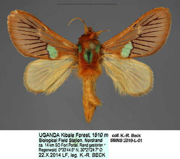 /filer/webapps/moths/media/images/M/meyi_Delorhachis_PTM_SMNS_04.jpg