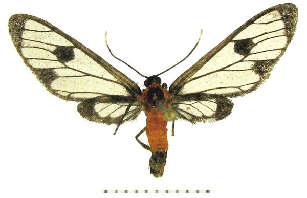 /filer/webapps/moths/media/images/M/meyi_Myopsyche_HT_ZMHB.jpg