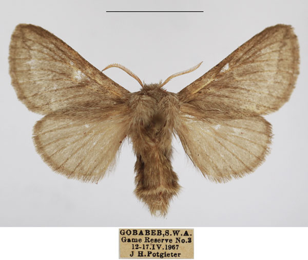 /filer/webapps/moths/media/images/M/meyi_Sena_AF_TMSA_01.jpg