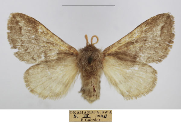/filer/webapps/moths/media/images/M/meyi_Sena_AF_TMSA_02.jpg