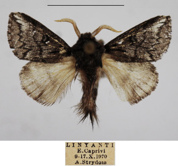 /filer/webapps/moths/media/images/M/meyi_Sena_AM_TMSA_01.jpg