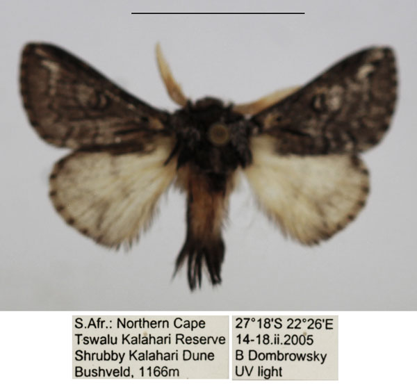 /filer/webapps/moths/media/images/M/meyi_Sena_AM_TMSA_02.jpg