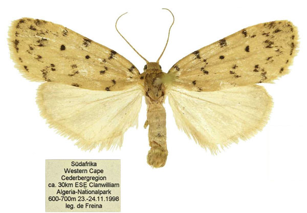 /filer/webapps/moths/media/images/M/meyi_Siccia_PTF_MfN.jpg