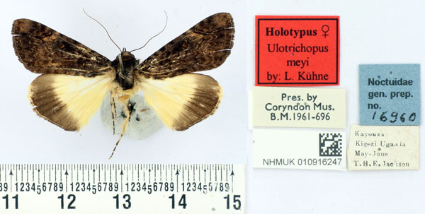 /filer/webapps/moths/media/images/M/meyi_Ulotrichopus_HT_BMNH.jpg