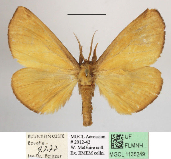 /filer/webapps/moths/media/images/M/mgcl1135249_lutosa_Holoxanthina1.JPG