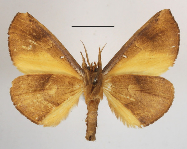 /filer/webapps/moths/media/images/M/mgcl1135249_lutosa_Holoxanthina2.JPG