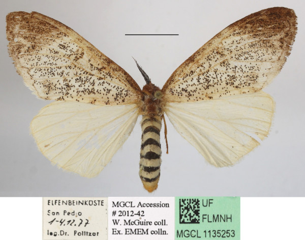 /filer/webapps/moths/media/images/M/mgcl1135253_grisea_Dasychira1.JPG