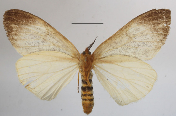 /filer/webapps/moths/media/images/M/mgcl1135253_grisea_Dasychira2.JPG