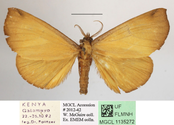 /filer/webapps/moths/media/images/M/mgcl1135272_lutosa_Holoxanthina1.JPG