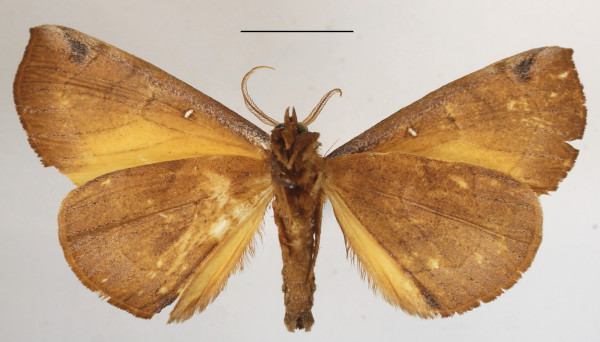 /filer/webapps/moths/media/images/M/mgcl1135272_lutosa_Holoxanthina2.JPG