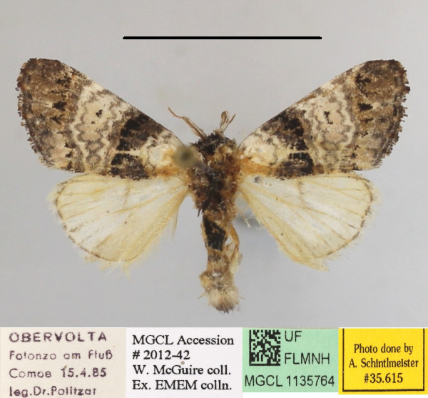 /filer/webapps/moths/media/images/M/mgcl1135764_plumitarsus_Polelassothys1.JPG