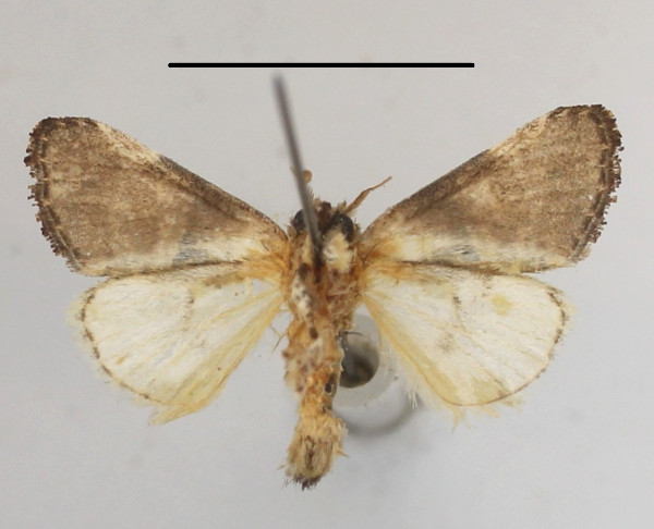 /filer/webapps/moths/media/images/M/mgcl1135764_plumitarsus_Polelassothys2.JPG