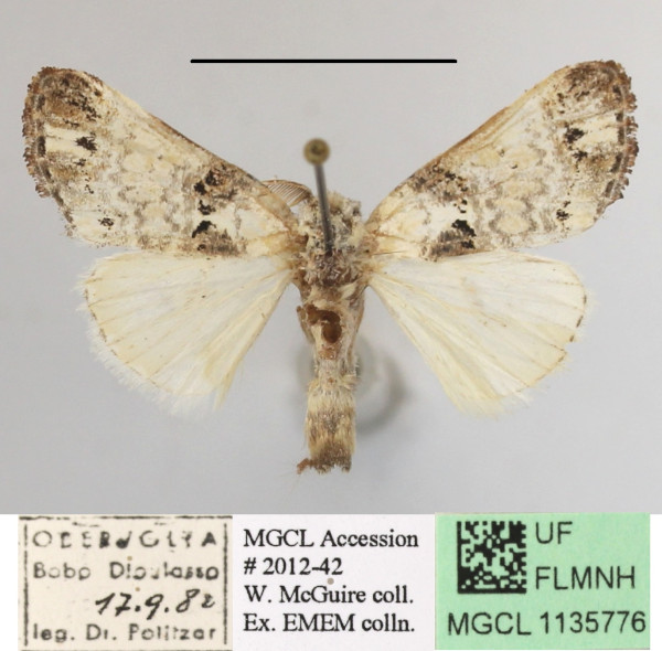 /filer/webapps/moths/media/images/M/mgcl1135776_plumitarsus_Polelassothys1.JPG