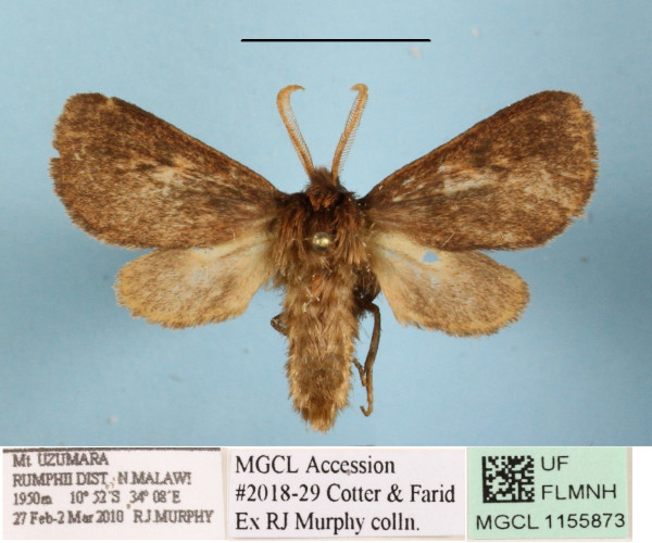 /filer/webapps/moths/media/images/M/mgcl1155873_lugubris_Metarctia_A_MGCLa_01.JPG