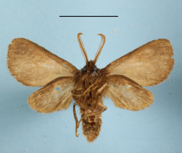 /filer/webapps/moths/media/images/M/mgcl1155873_lugubris_Metarctia_A_MGCLb_01.JPG