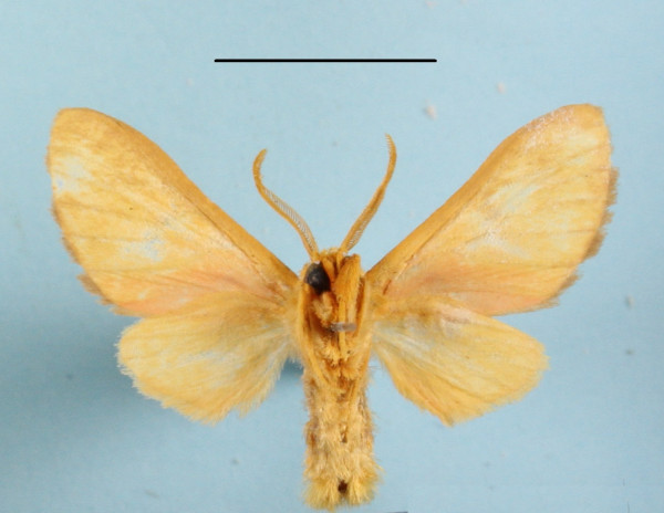 /filer/webapps/moths/media/images/M/mgcl1155898_pareclecta_Rhipidarctia_A_MGCLb_01.JPG