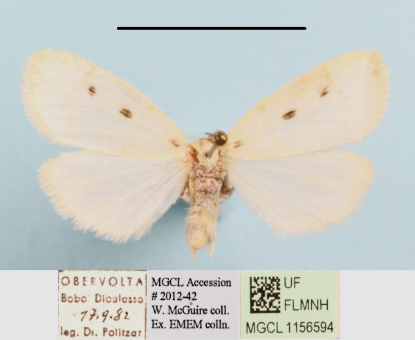 /filer/webapps/moths/media/images/M/mgcl1156594_trigutta_Cyana1.JPG