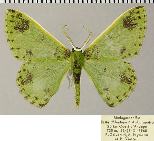 /filer/webapps/moths/media/images/M/mianta_Blechroneromia_AM_ZSMa.jpg
