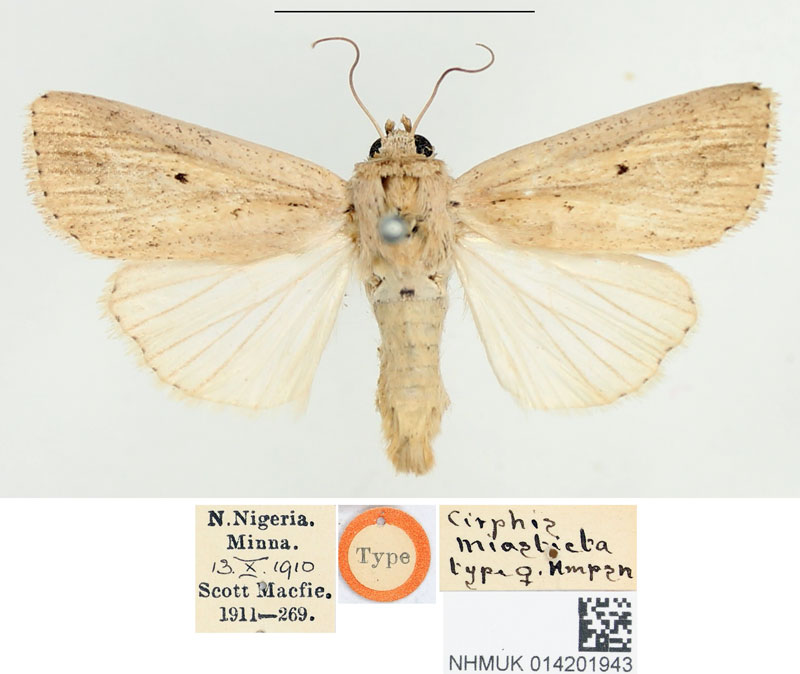 /filer/webapps/moths/media/images/M/miasticta_Cirphis_HT_BMNH.jpg