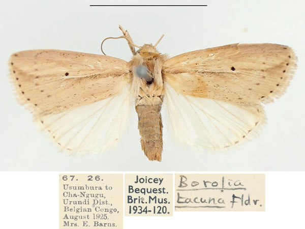 /filer/webapps/moths/media/images/M/miasticta_Leucania_AF_BMNH.jpg