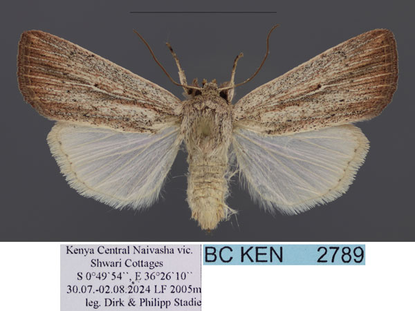 /filer/webapps/moths/media/images/M/miasticta_Leucania_AF_Stadie.jpg
