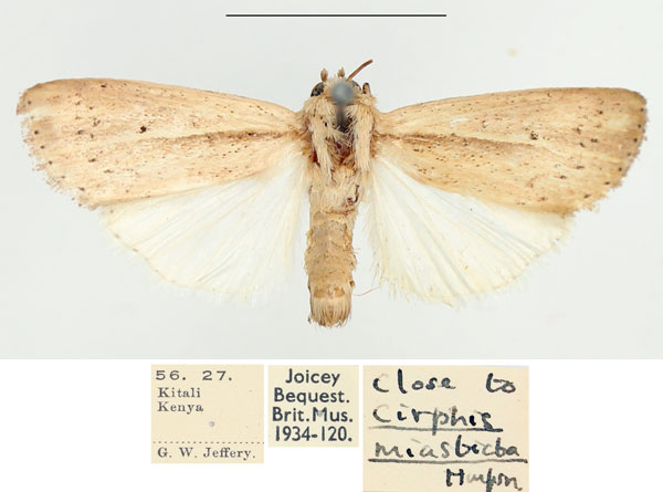 /filer/webapps/moths/media/images/M/miasticta_Leucania_AM_BMNH_01.jpg