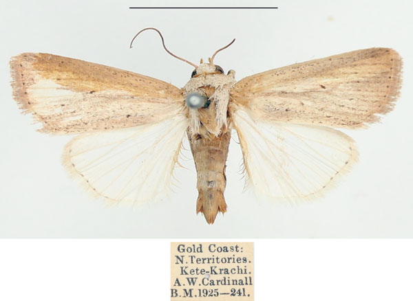 /filer/webapps/moths/media/images/M/miasticta_Leucania_AM_BMNH_02.jpg