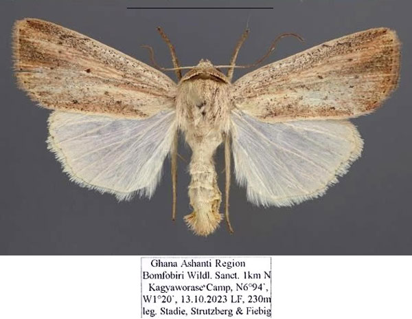 /filer/webapps/moths/media/images/M/miasticta_Leucania_AM_Stadie.jpg