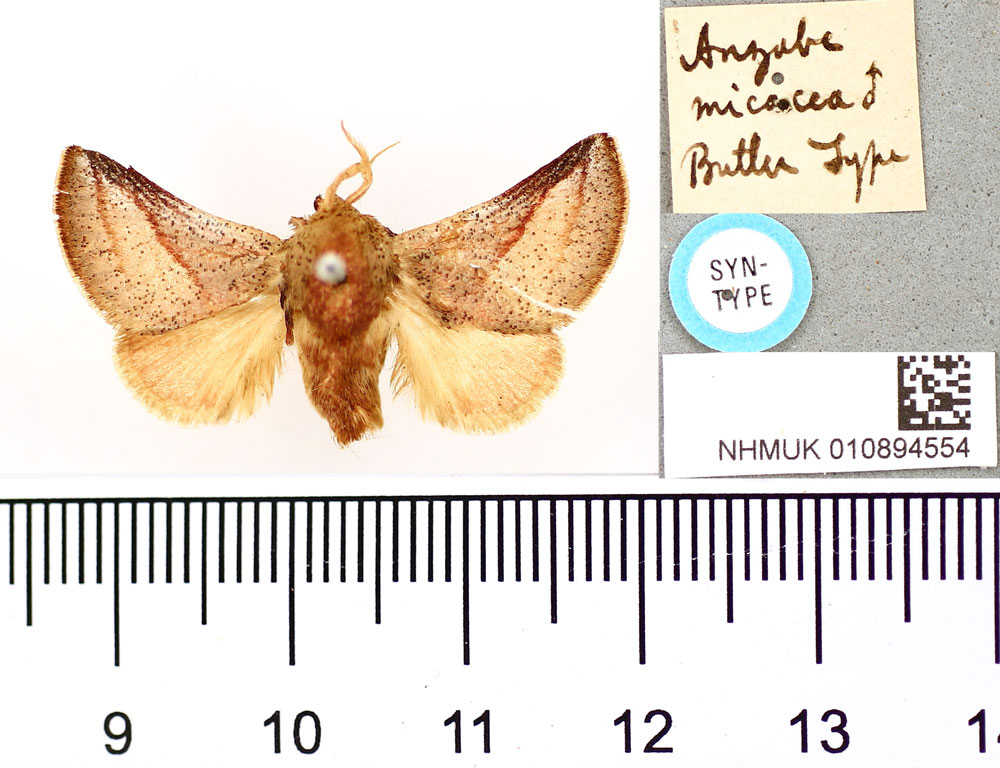 /filer/webapps/moths/media/images/M/micacea_Anzabe_LT_BMNH.jpg