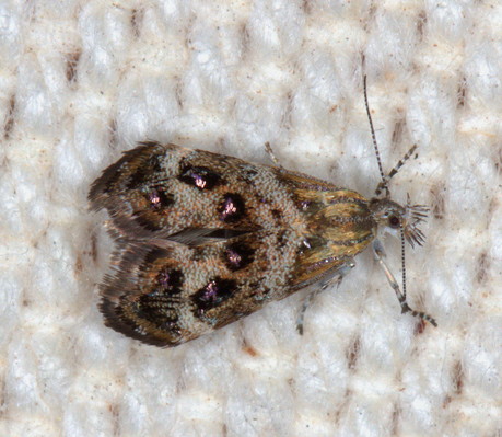/filer/webapps/moths/media/images/M/micalis_Tebenna_A_Heyns_01.jpg