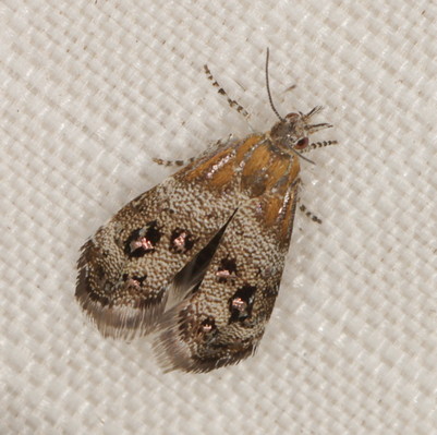 /filer/webapps/moths/media/images/M/micalis_Tebenna_A_Heyns_02.jpg