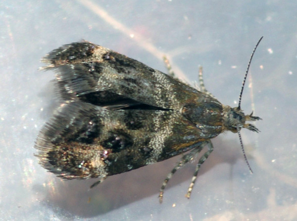 /filer/webapps/moths/media/images/M/micalis_Tebenna_A_Simon.jpg