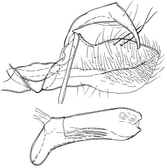 /filer/webapps/moths/media/images/M/micans_Panegyra_GMHT_BMNH.jpg