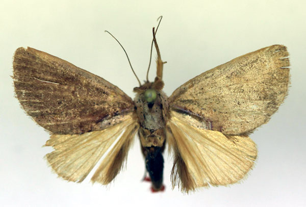 /filer/webapps/moths/media/images/M/micans_Plusiocalpe_A_RMCA.jpg