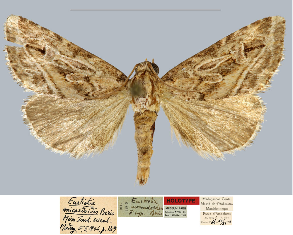 /filer/webapps/moths/media/images/M/micardoides_Eustrotia_HT_MNHN.jpg