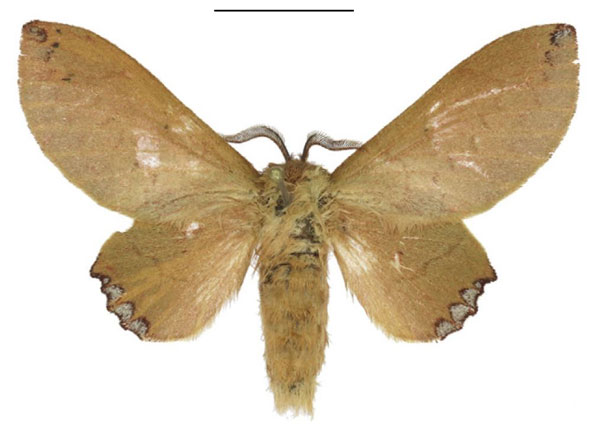 /filer/webapps/moths/media/images/M/micha_Nirbiana_AF_ANHRT.jpg