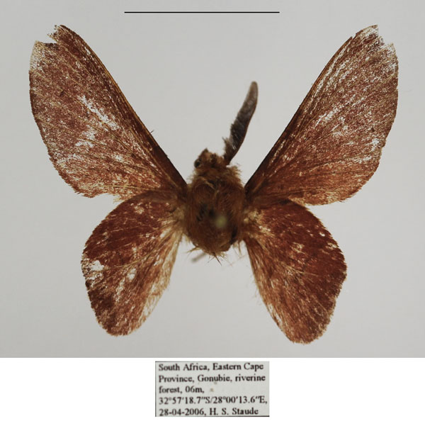 /filer/webapps/moths/media/images/M/micha_Nirbiana_AM_TMSA.jpg