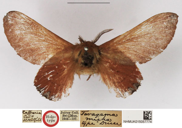 /filer/webapps/moths/media/images/M/micha_Taragama_HT_NHMUK.jpg