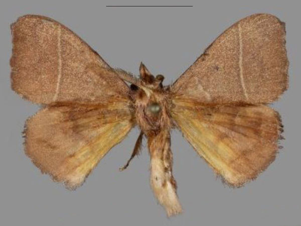 /filer/webapps/moths/media/images/M/michael_Hapsimachogonia_HT_Mueller.jpg