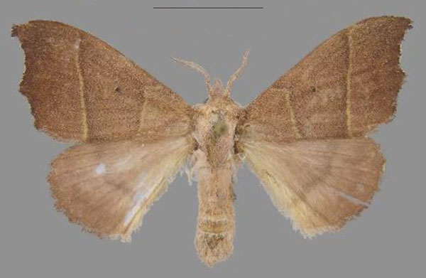 /filer/webapps/moths/media/images/M/michael_Hapsimachogonia_PTF_Mueller.jpg