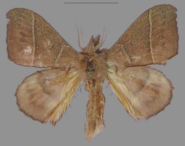 /filer/webapps/moths/media/images/M/michael_Hapsimachogonia_PTM_RMCA.jpg