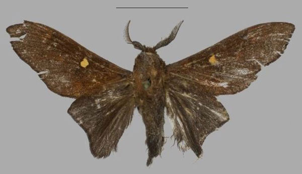 /filer/webapps/moths/media/images/M/michaeli_Hypotrabala_HT_Muller.jpg