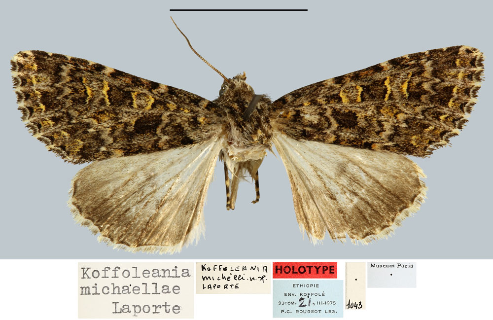 /filer/webapps/moths/media/images/M/michaellae_Koffoleania_HT_MNHN.jpg