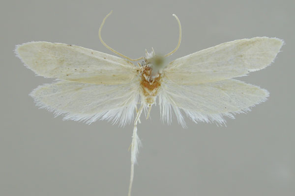 /filer/webapps/moths/media/images/M/michaelmeyi_Rooiklipia_HT_MfN.jpg