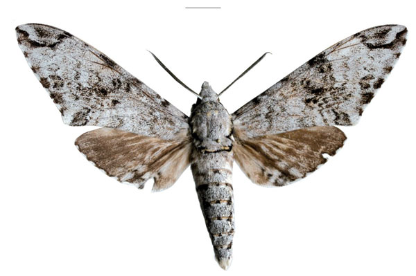 /filer/webapps/moths/media/images/M/michali_Covelliana_HT_SMCRa.jpg