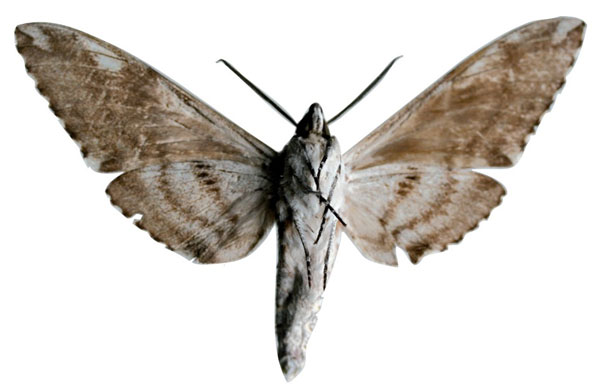 /filer/webapps/moths/media/images/M/michali_Covelliana_HT_SMCRb.jpg
