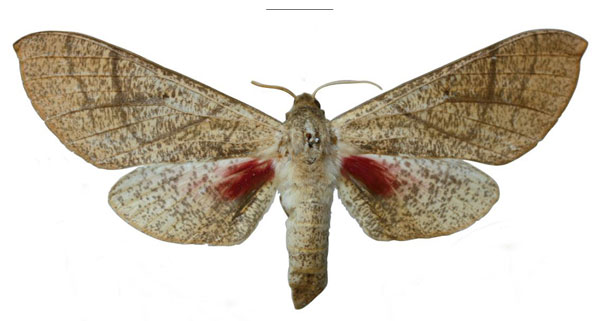 /filer/webapps/moths/media/images/M/michali_Neoclanis_HT_ZSMa.jpg