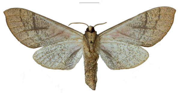 /filer/webapps/moths/media/images/M/michali_Neoclanis_HT_ZSMb.jpg