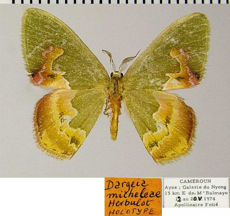 /filer/webapps/moths/media/images/M/micheleae_Dargeia_HT_ZSMa.jpg