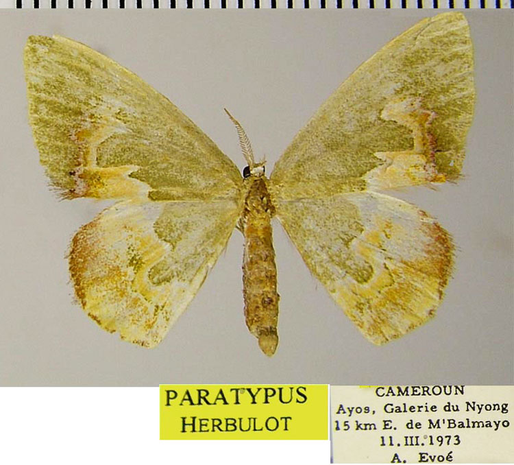 /filer/webapps/moths/media/images/M/micheleae_Dargeia_PTM_ZSM.jpg